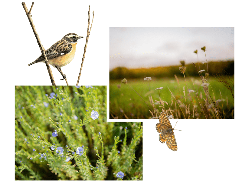 Les prairies du Fouzon